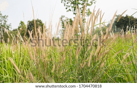 Blurred flowers on side road at morning time.close-up of flowers in autumn of a tall grass species on sunset background,grass flower with lake background.
