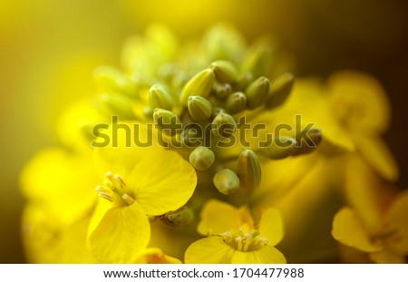 Rapeseed flower closeup. Colza (canola) plant for green energy, oil industry and honey plant. Rape seed flower macro view on blurred background. Royalty-Free Stock Photo #1704477988