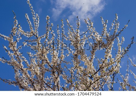 The branches of a blossoming tree. Cherry tree in white flowers. Blurring background.