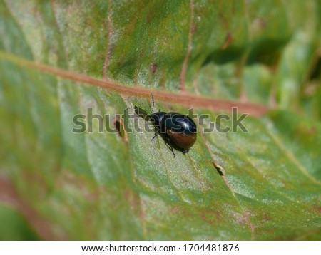 Metallic blue female leaf beetle on green leaf