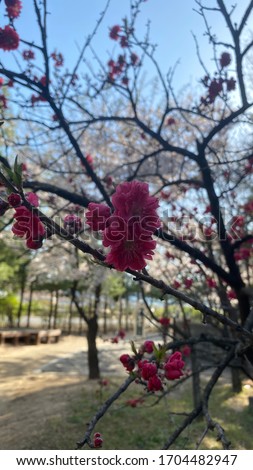 peach flowers and buds in full bloom on a clear red and pink spring day.