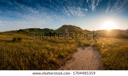 High resolution panorama of the Negev desert hills near the Gaza Strip boundary at sunset. Example of transformation desert into savanna in Israel. The wheat spikes on the foreground are just weeds Royalty-Free Stock Photo #1704485359