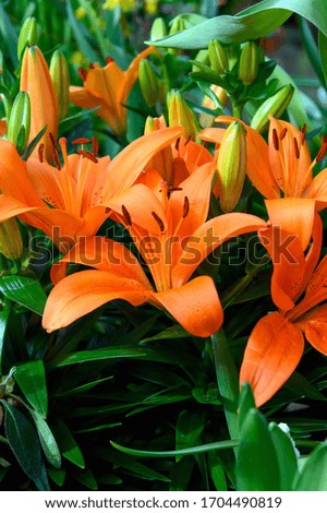 Beautiful orange Lily close-up. Blooming beautiful Lily flowers.