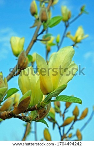Magnolia in buds with a blue sky background, The Cotswolds, Gloucestershire, UK     