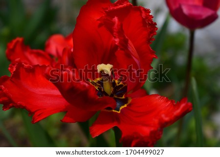 A red bud blooms Tulip