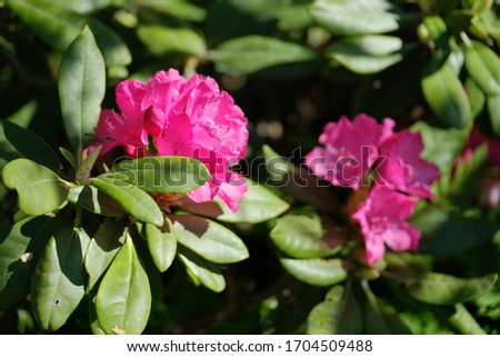 two blooming pink flower buds, illuminated by the bright sun, are isolated against a background of blurred green leaves