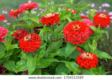 Red flowers of Zinnia elegans, common zinnia or elegant zinnia in the formal garden Royalty-Free Stock Photo #1704513589