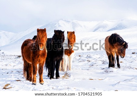 Beautiful, rugged and tough Icelandic horses in winter, Iceland
 Royalty-Free Stock Photo #1704521905