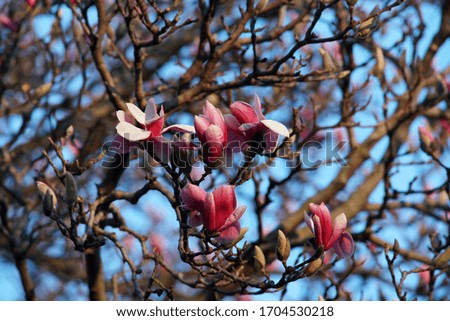                         beautiful blooming magnolia tree branches       