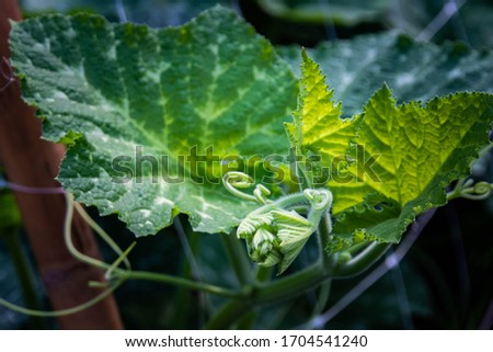 Leaves and young shoots, bright green pumpkin. Background image for agriculture.