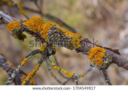 Xanthoria parietina ( common orange lichen, yellow scale, maritime sunburst lichen, shore lichen ) on bark of tree dry branches. Yellow lichen close-up,  on blurred background. Royalty-Free Stock Photo #1704549817