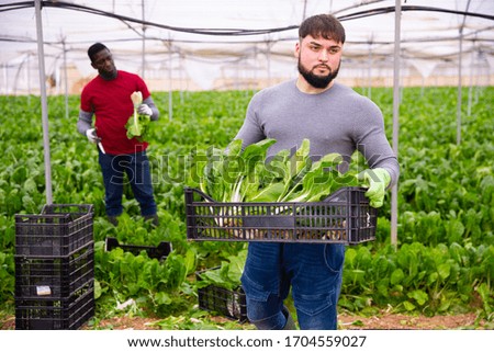 Positive worker stocks boxes with chard