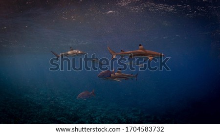 Shark photos from Yap Micronesia during MantaFest