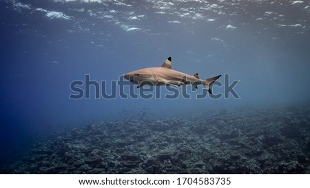 Shark photos from Yap Micronesia during MantaFest