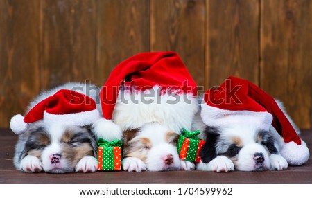 Three fluffy puppies sleeping on a dark wooden background in Santa Claus caps. Next to them are Christmas presents. Christmas card concept