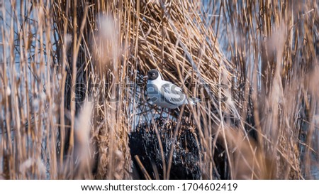 Black-headed Gull is on the scorched tussock among brown reed on the lake shore