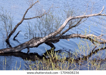 A fallen tree lying in the water near the shore. Spring landscape with a fallen tree on the river