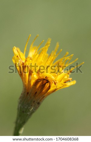 Blooming yellow dandelion on a blurry light green background, close-up. Macro photo of a yellow dandelion