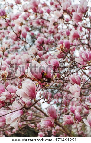 
close-up of flowering pink magnolia