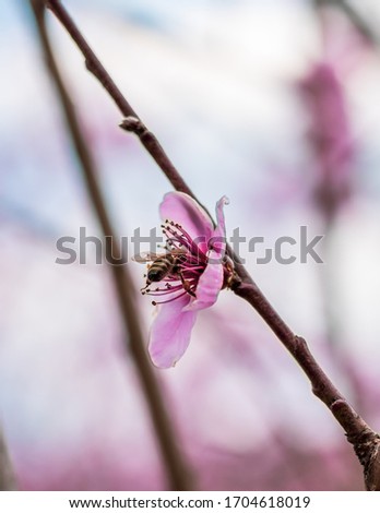 Beautiful blooming peach tree in early spring. Spring background - peach tree buds and flowers, blossomed on a sunny day with a bee on them Royalty-Free Stock Photo #1704618019