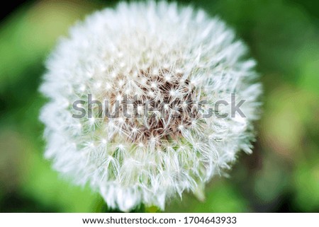 Dandelion flower center macro closeup