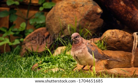 An image of pigeon on water bath, with rocks in the background