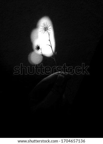A picture of a flower in sunlight with a her reflection on the wall