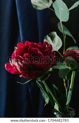 Juicy red peony on blue background