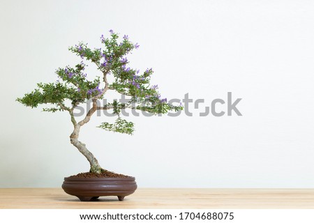 bonsai tree in pot on wood table copy space texture backgrond advertising Royalty-Free Stock Photo #1704688075