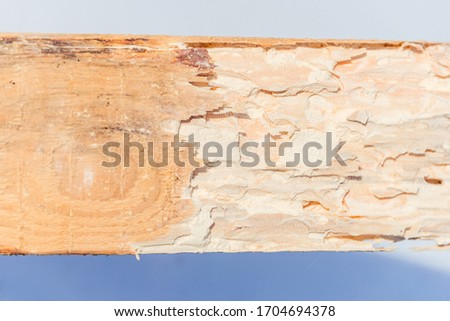 Wooden board, sawn timber damaged by pests. Small worms, powder beetles reduce wood to a flour-like powder. 