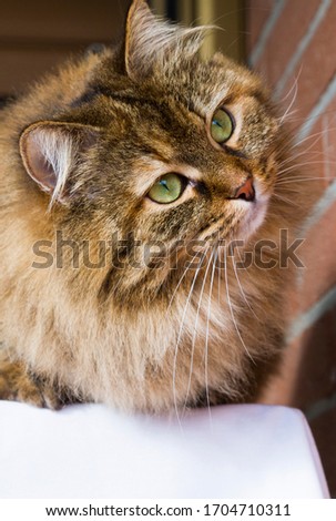 Beauty haired cat of siberian breed. Brown mackerel color and female gender,
