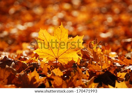 colorful autumn leaves Royalty-Free Stock Photo #170471993