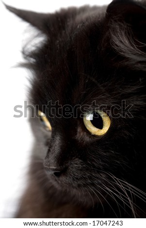 face of cute black cat