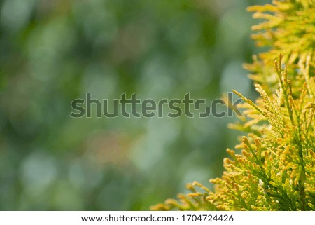Amazing green-golden juniper branches on floral multicolored bokeh background with copy space