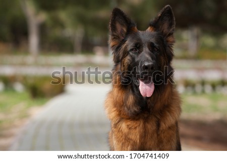 German shepherd in profile beautiful portrait. The concept of veterinary medicine, goods for dogs, dog training, dog handler, dog walking. Copy space Royalty-Free Stock Photo #1704741409