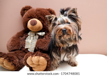 Sweet yorkshire terrier, long hair, sitting with teddy bear