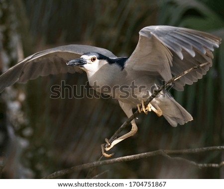 Black-crowned Night Heron bird close-up profile view perched on a branch with spread wings displaying blue and white plumage in its environment and surrounding.