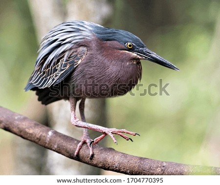 Green Heron bird close-up side profile view perched on a branch displaying blue feathers, body, beak, head, eye, feet with a bokeh background in its environment and surrounding.