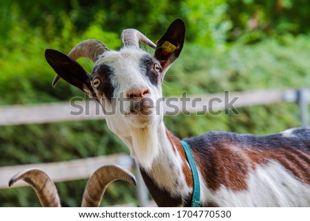 beautiful picture of goat with horn