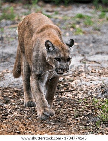 Panther Florida animal close-up profile view with bokeh background while displaying body, head, ears, eyes, nose, paws, tail in its environment and surrounding