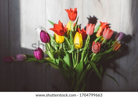 Picture of multicolored dutch tulips in a vase during golden hour light, against grey wooden wall
