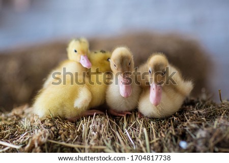 little yellow ducklings in the hay