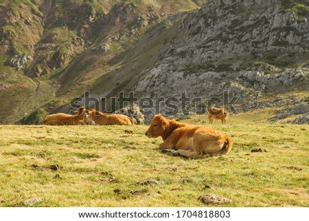 Cattle grazing in the mountains 