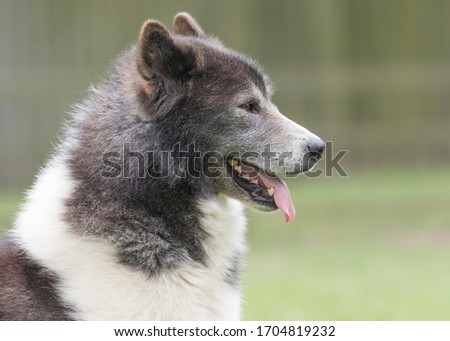 The fabulous Canadian Eskimo Dog Royalty-Free Stock Photo #1704819232