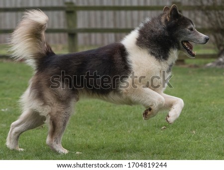 The fabulous Canadian Eskimo Dog Royalty-Free Stock Photo #1704819244