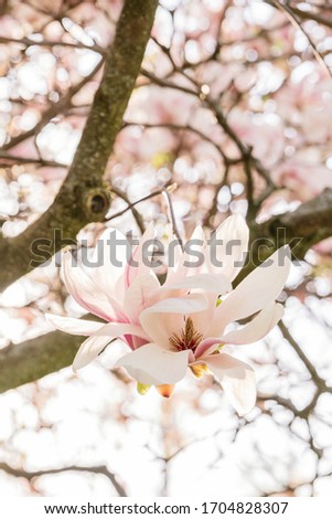 Branches with magnolia blossoms in spring