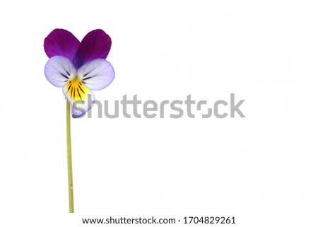 
Viola or Pansy flower on white background