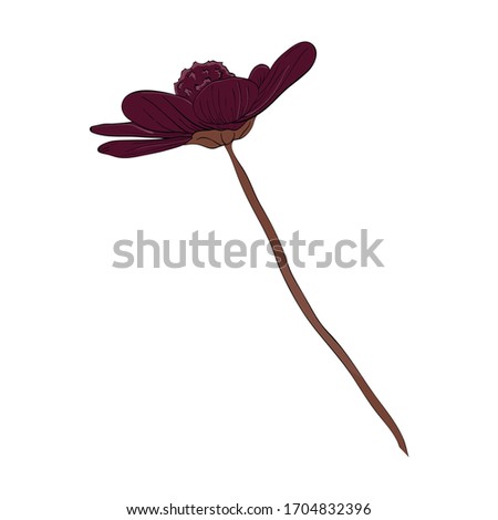 Hand drawn cosmos flower. Flower isolated on white