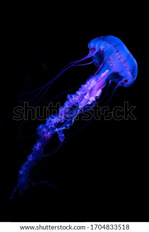 glowing jellyfish chrysaora pacifica underwater at the black background
