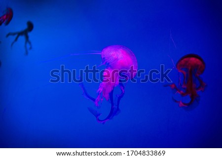 glowing jellyfish chrysaora pacifica underwater on blue background